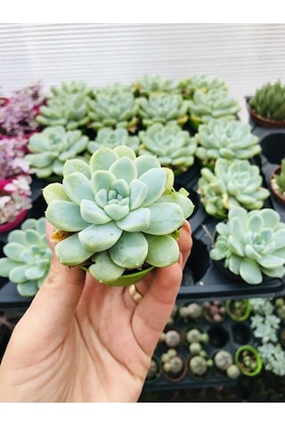 Echeveria Elegans