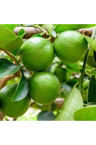 Ultra Bodur Misket Süs Limonu. Saksıda ve Meyve Verir Yaşta