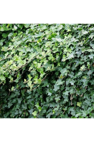 Hedera Helix – Orman Sarmaşığı 50 – 100 cm 3 Adet