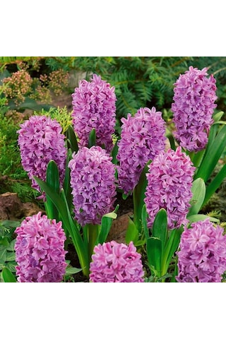 Purple Voice Kokulu Sümbül Soğanı 3 Adet