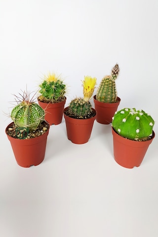 5 Li Kaktüs Set