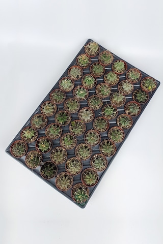 Astrophytum Capricorn Kaktüsü 45 Adet 5.5 CM