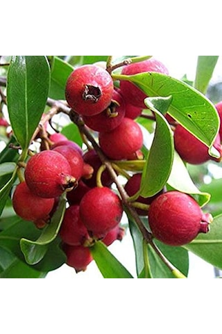 5 Adet Tropik Çilek Guava Meyvesi Tohumu