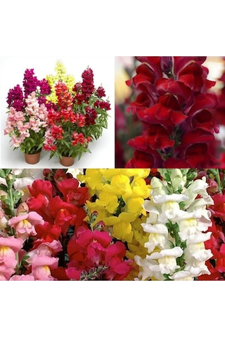 Videolu 10'lu Karışık Renk Aslan Ağzı Çiçeği Fidesi 10-20 Cm Tüplü Çiçekli Bodur Antirrhinum Majus