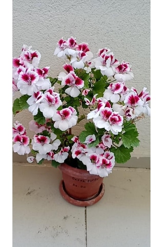 Ceylan Gözlü Sardunya Fide Kırmızı Beyaz 10-20 Cm