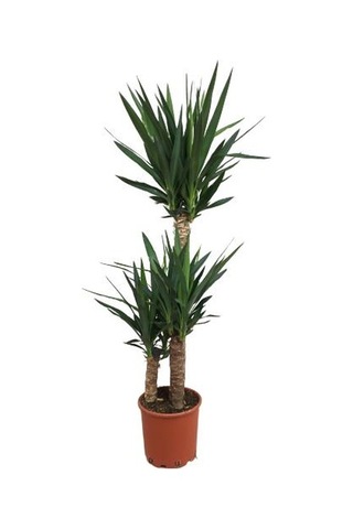 3 Lü Üçlü Yukka Bitkisi 140-150 Cm Uzunluğunda