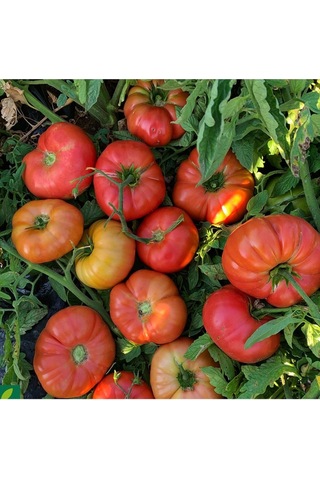 Expres Tohumculuk Tarla Domates Tohumu Yerli Domates Tohumu 100 Adet Tohum