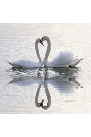 Martı Tavuskuşu Papağanlar Kuğular Doğal Taş Bardak Altlığı 4'lü Set - Natural Stone Coasters - Taş Çok Renkli