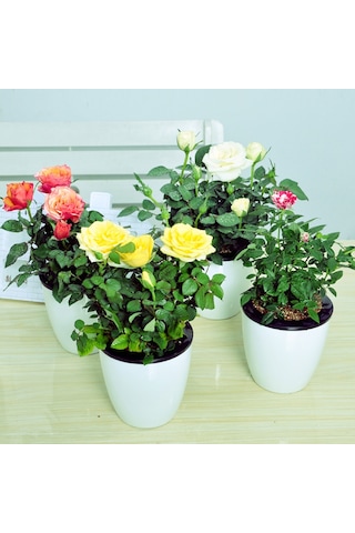 Mini Gül – Minyatür Saksı Gülü 5 Adet Karışık Renklerde