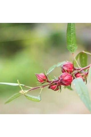 Hibiskus Çiçeği Tohumu 10 Adet Sabradiffa Roselle