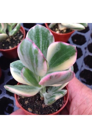Serada Decor Plant Crassula Ovata Variegata Para Ağacı Jade Plant