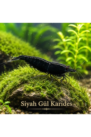 Siyah Gül Karides 5 Adet 1-1,5cm Black Rose Karides