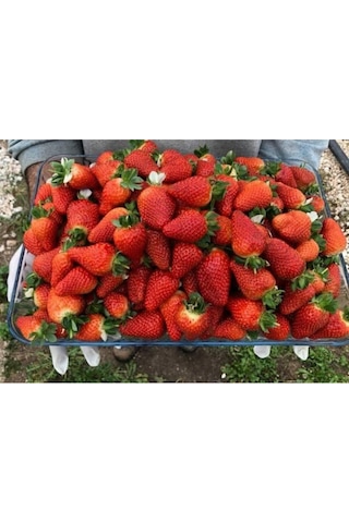 Tarladan Taze Çilek 500gr Serasız