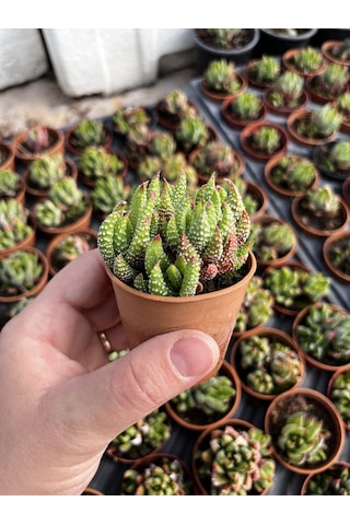 Haworthia Mini Bodur Tür 1 Adet