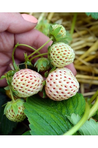 Beyaz Çilek Pineberry Fidesi
