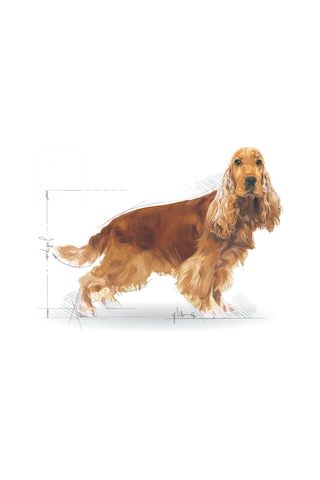 Royal Canin Cocker Spaniel Yetişkin Köpek Maması 3 KG