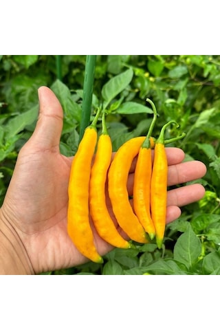 Geleneksel Zehir Gibi Acı Çok Acı Aji Guyana Chili Biber Tohumu 10 Tohum