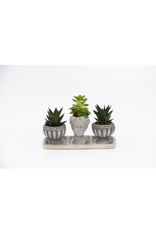 Trio Helen Gri Sukulent Seti - Haworthia Limifolia. Echeveria
