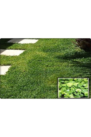Fare Kulağı TohumuDichondra Repens500 GR
