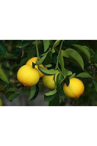 Tüplü Tatlı Limon (Şeker Limon) Fidanı Gloria Fidancılık