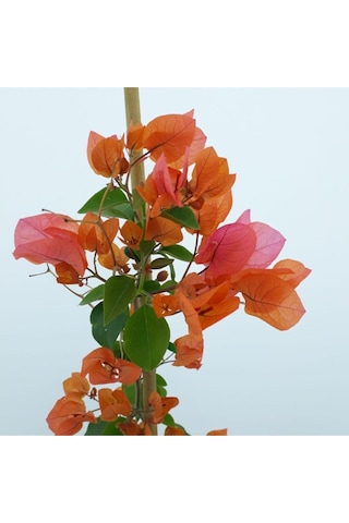Videolu Turuncu Begonvil 90- 110 Cm 1 Adet Saksılı Çiçekli Bahçe Teras Bitkisi Bougainvillea
