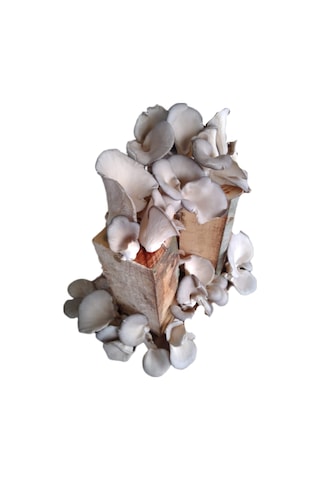 Kütükte İstiridye Mantarı Yetiştiriciliği Deneme Hobi Kiti 1 Adet