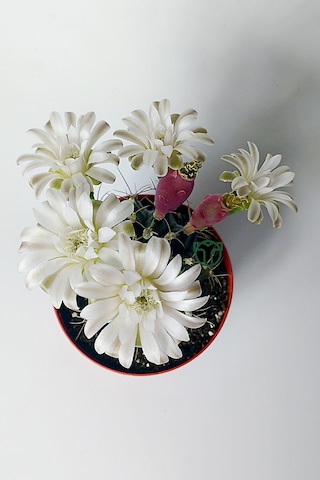 Gymnocalycium Mihanovichii Beyaz Çiçek Veren Kaktüs Büyük Boy Kırmızı Saksıda 8.5 CM