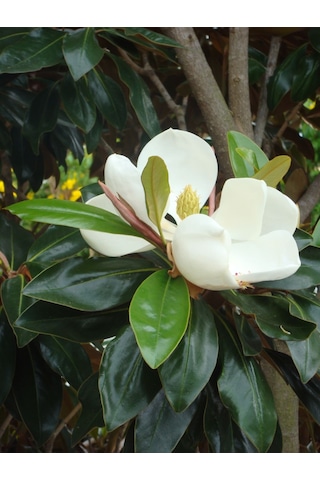 Saksılı Manolya Çiçeği - Her Mevsim Açan Güzellik