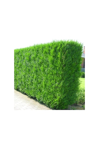 Yeşil Mazı Çit Bitkisi 20 Adet 80-100 Cm 4-5 Yaş Thuja Orientali