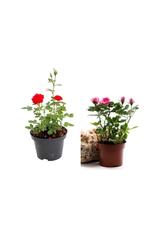Videolu Kırmızı Ve Pembe Gül Fidanı 2 Adet Yediveren Saksılı 20-40 Cm Pink And Red Rose Sapling