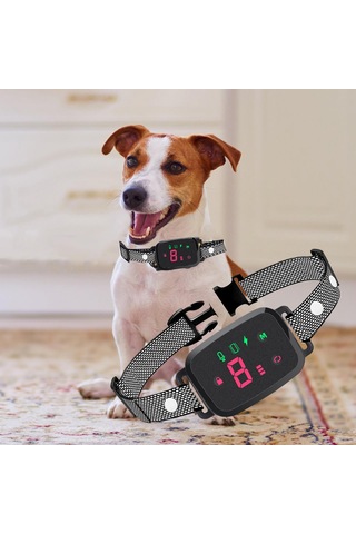 Suntek İç Mekan Oturma Odasında Çalıştırmak Için Köpek