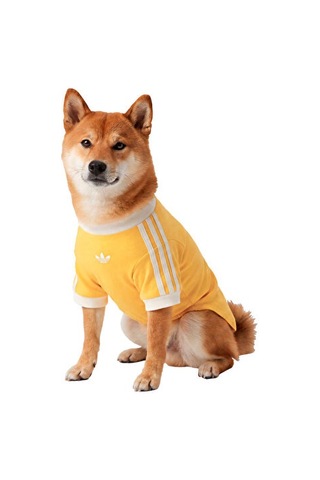 Adidas Pet Calı Tee Kedi-köpek Tişörtü Ky8731 Sarı