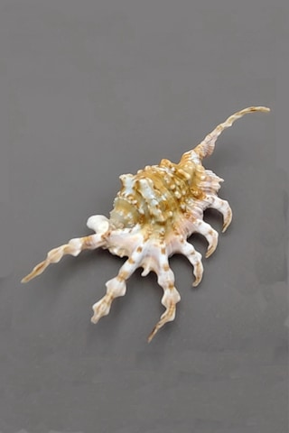 Scorpion Conch Akrep Deniz Kabuğu 10sc