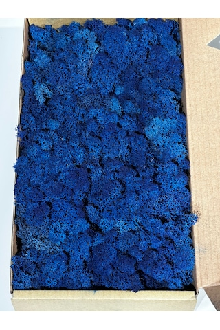 Reindermoss Şoklanmış Norveç Yosunu Terarium Yosunu Mavi 5 Kg.