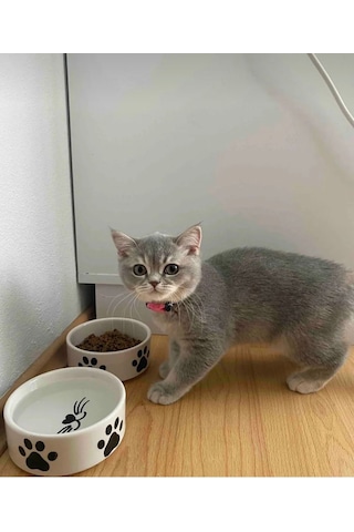 2 Adet Yüksek Kalite 12.5 Cm, 400 Ml Seramik Kedi Ve Köpek Mama Su Kabı