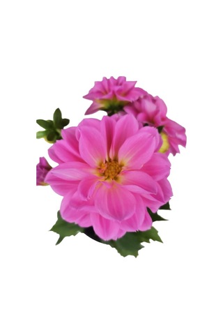 Yıldız Çiçeği Dahlia Pembe