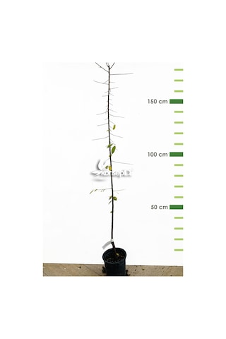 Erik Can Fidanı N11.445