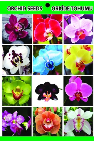 100 Adet Orkide Tohumu + 10 Adet Hollanda Gülü Tohumu N117041