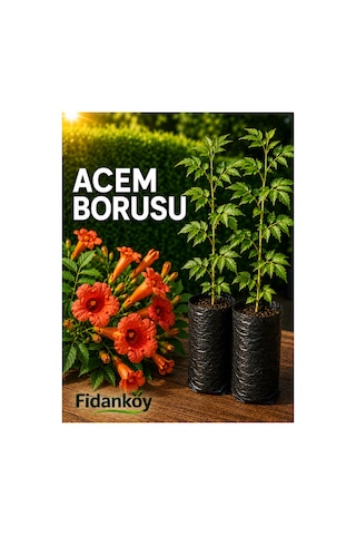 Acem Borusu Tüplü Campsis Radicans