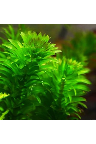 Eledoa Densa Egeria 30 Cm Akvaryum Bitkisi Canlı Bitki 5 Dal