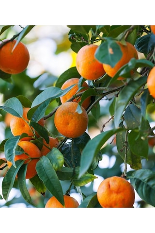2 Adet Tüplü Yediveren Mandalina Fidanı 3 Yaş