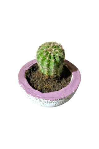 Alçı Saksı Kaktüs Alçı Saksı