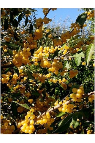 Güz Yemişi Güz Zeytini Fidanı Sarı+kırmızı 2 Adet