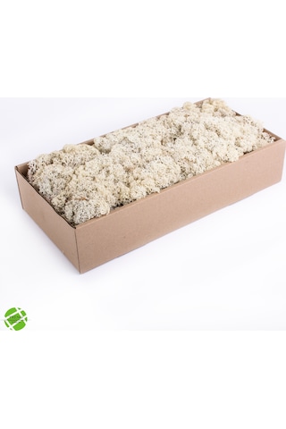 Trend Bahçe Reindeer Moss Beyaz Şoklanmış Norveç Yosunu 500 G