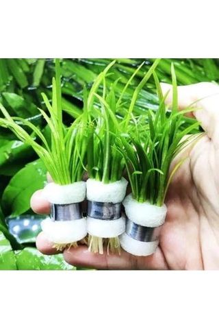 1 Bağ 2-4 Kök Akvaryum Bitkisi - Sagittaria Subulata