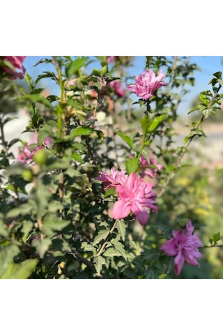 Çiçek Verir Durumda Oya Ağacı Fidanı