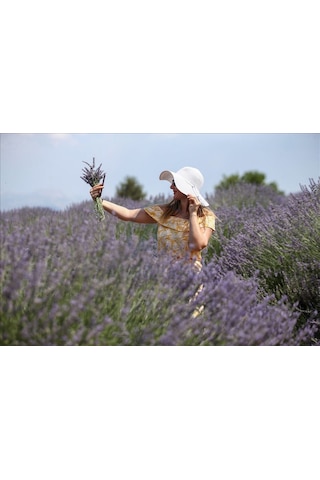 Ada Tarım 75 Adet İntermedia Acık Kök Lavanta Fidanı Fides