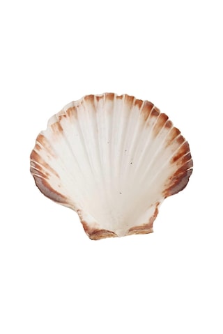 Doğal Dekoratif Deniz Kabuğu 10-12 CM 1 Adet