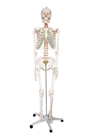 Temel Büyük İskelet Modeli 160 Cm