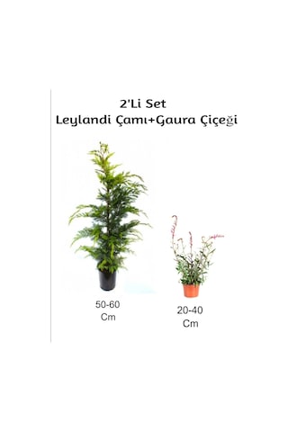 Leylandi Çamı+ Gaura Çiçeği 2'li Set Dış Mekan Bitkisi